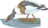 Drinking Duck Clip Art